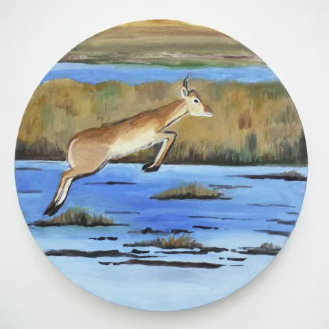 Antilope