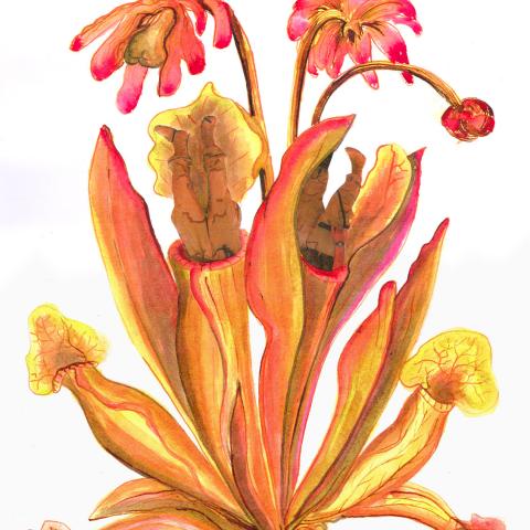 Venusfalle - Collage