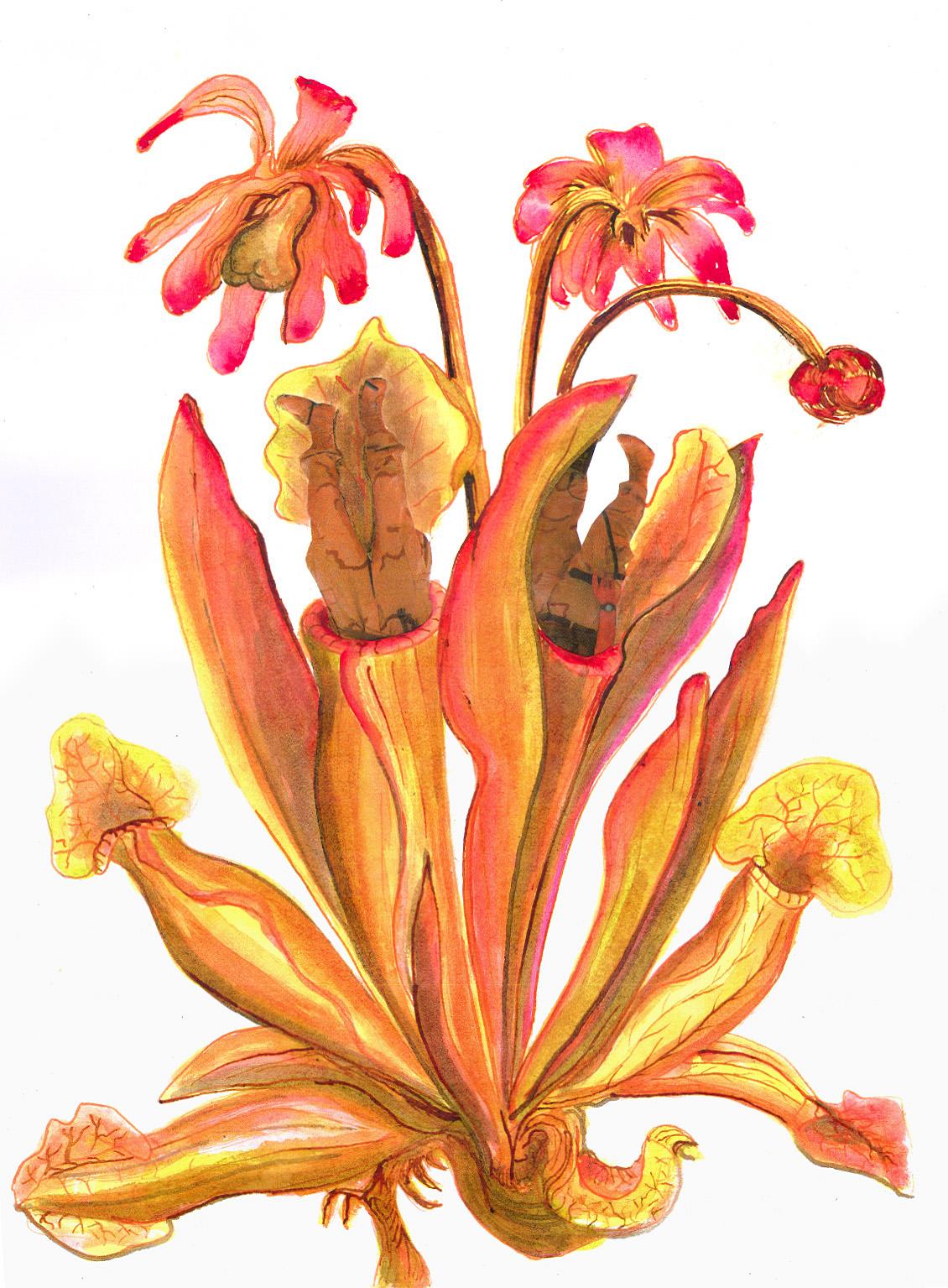 Venusfalle - Collage